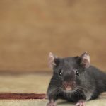 Sécuriser votre bureau : comment éviter les dégâts causés par les rats ?